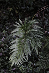 Pteris dentata