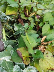 Atractomorpha lata