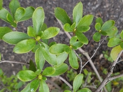 Rhododendron