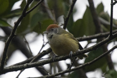 Hylophilus poicilotis