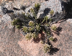 Dolichothrix ericoides