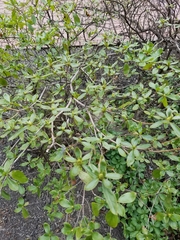 Rhododendron