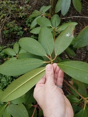 Rhododendron maximum