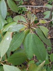 Rhododendron maximum