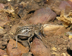 Acanthoproctus