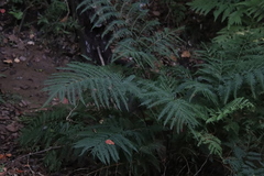 Pteris dentata