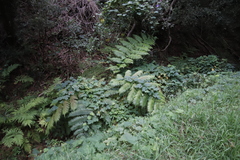 Pteris dentata