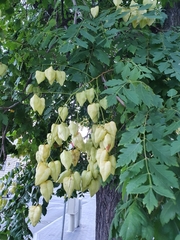 Koelreuteria paniculata