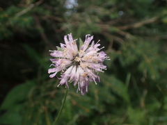 Knautia basaltica