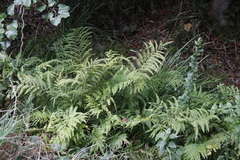 Pteris dentata