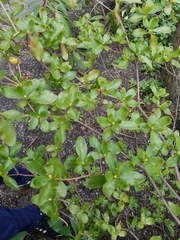 Rhododendron