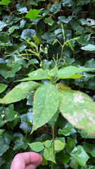 Impatiens parviflora