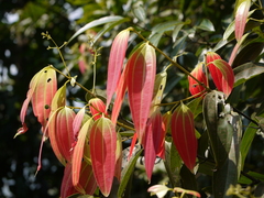 Cinnamomum sulphuratum
