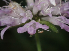 Knautia basaltica