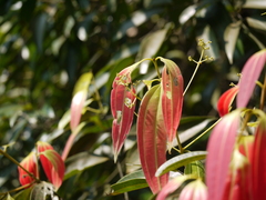 Cinnamomum sulphuratum