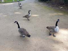 Branta canadensis