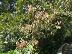 Cinnamomum sulphuratum