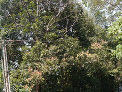 Cinnamomum sulphuratum