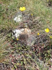 Ranunculus nigrescens