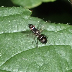 Nemopoda nitidula