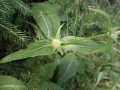 Knautia basaltica