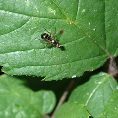 Nemopoda nitidula
