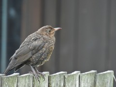 Turdus merula
