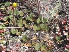 Ranunculus nigrescens