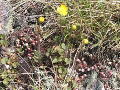 Ranunculus nigrescens