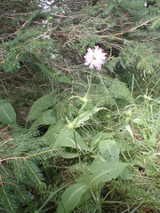 Knautia basaltica