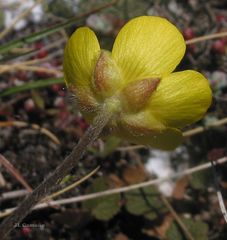 Ranunculus nigrescens