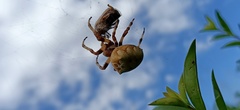 Araneus grossus