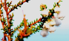 Erica formosa