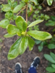 Rhododendron