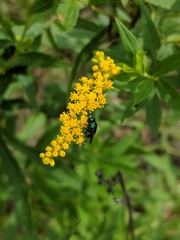 Euperilampus triangularis