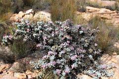 Protea amplexicaulis