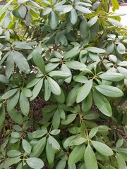 Rhododendron maximum