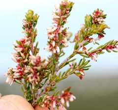 Erica uberiflora