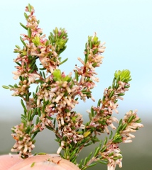 Erica uberiflora