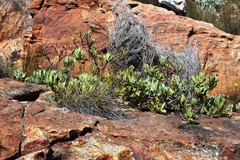 Leucadendron arcuatum
