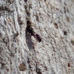 Chelostoma