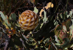 Leucadendron arcuatum