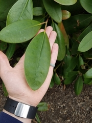Rhododendron maximum