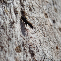 Chelostoma