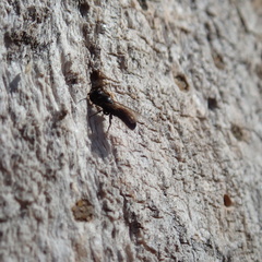 Chelostoma
