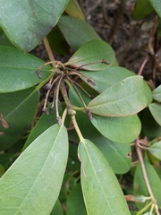 Rhododendron maximum