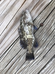 Mycteroperca microlepis