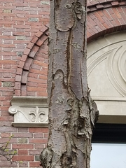 Malus