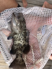 Mycteroperca microlepis