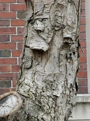 Malus